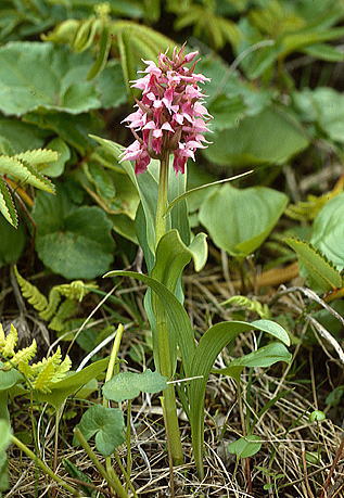 ハクサンチドリ